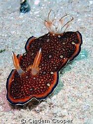 Red Sea chromodoris. Length: up to 3 cm. Taking in Marsa ... by Cigdem Cooper 